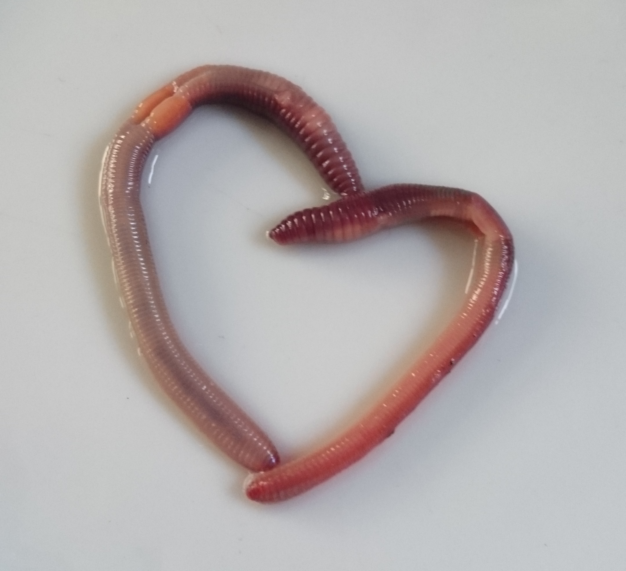 The amorous earthworms | Earthworm Watch