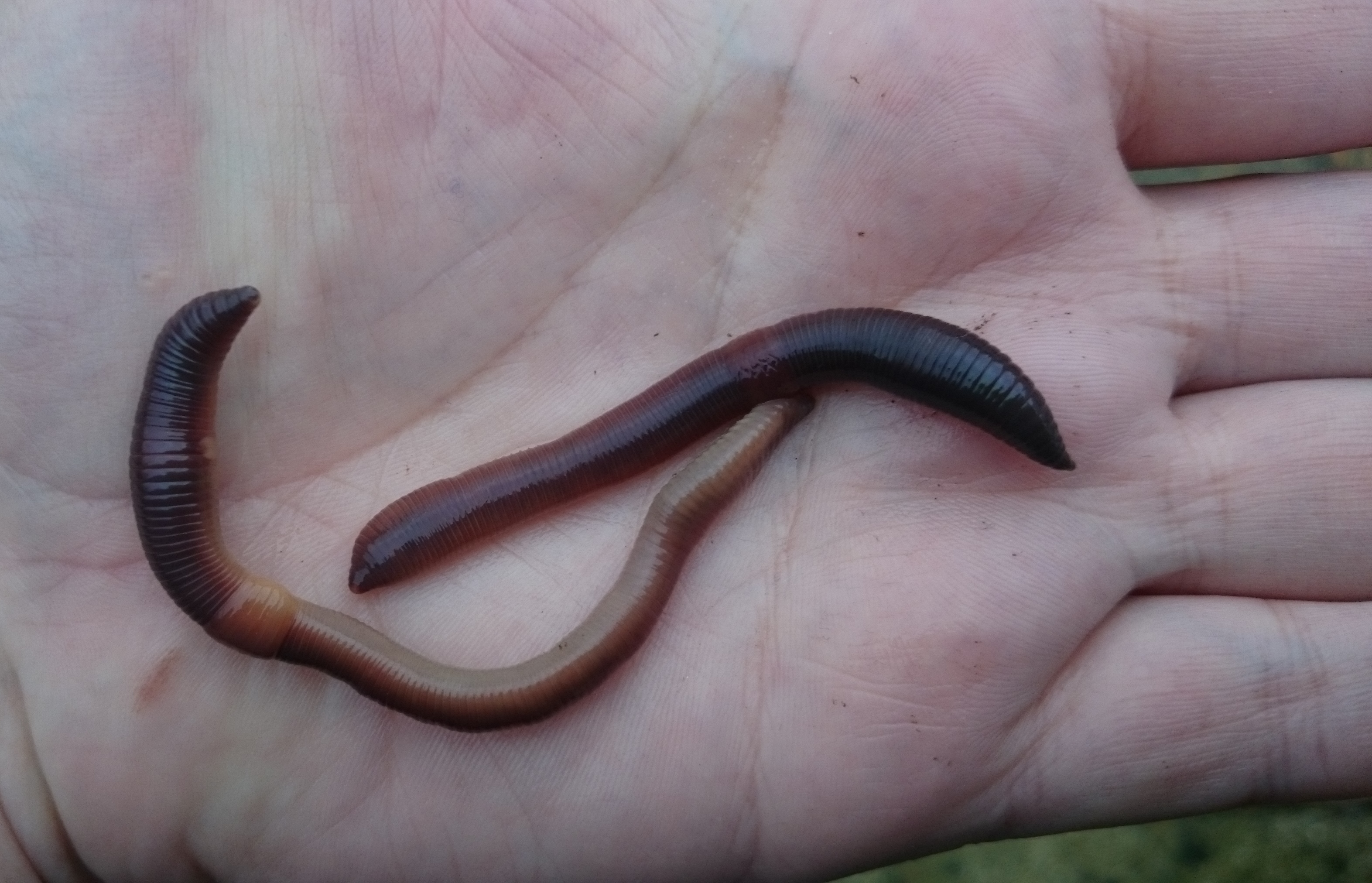 Two Lumbricus festivus earthworms on a hand