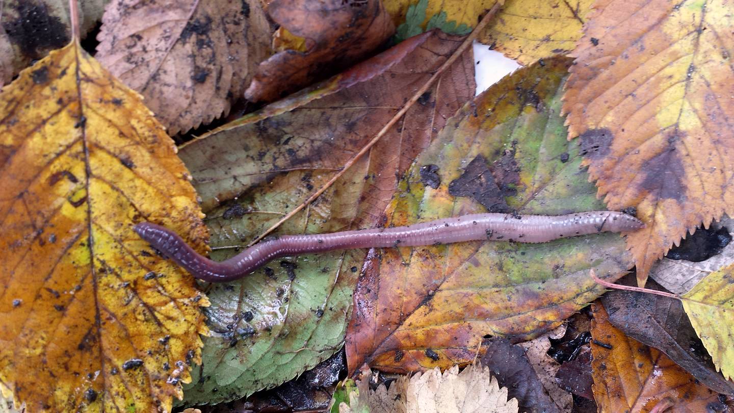 Deep living earthworm Lumbricus terrestris on autumn leaves