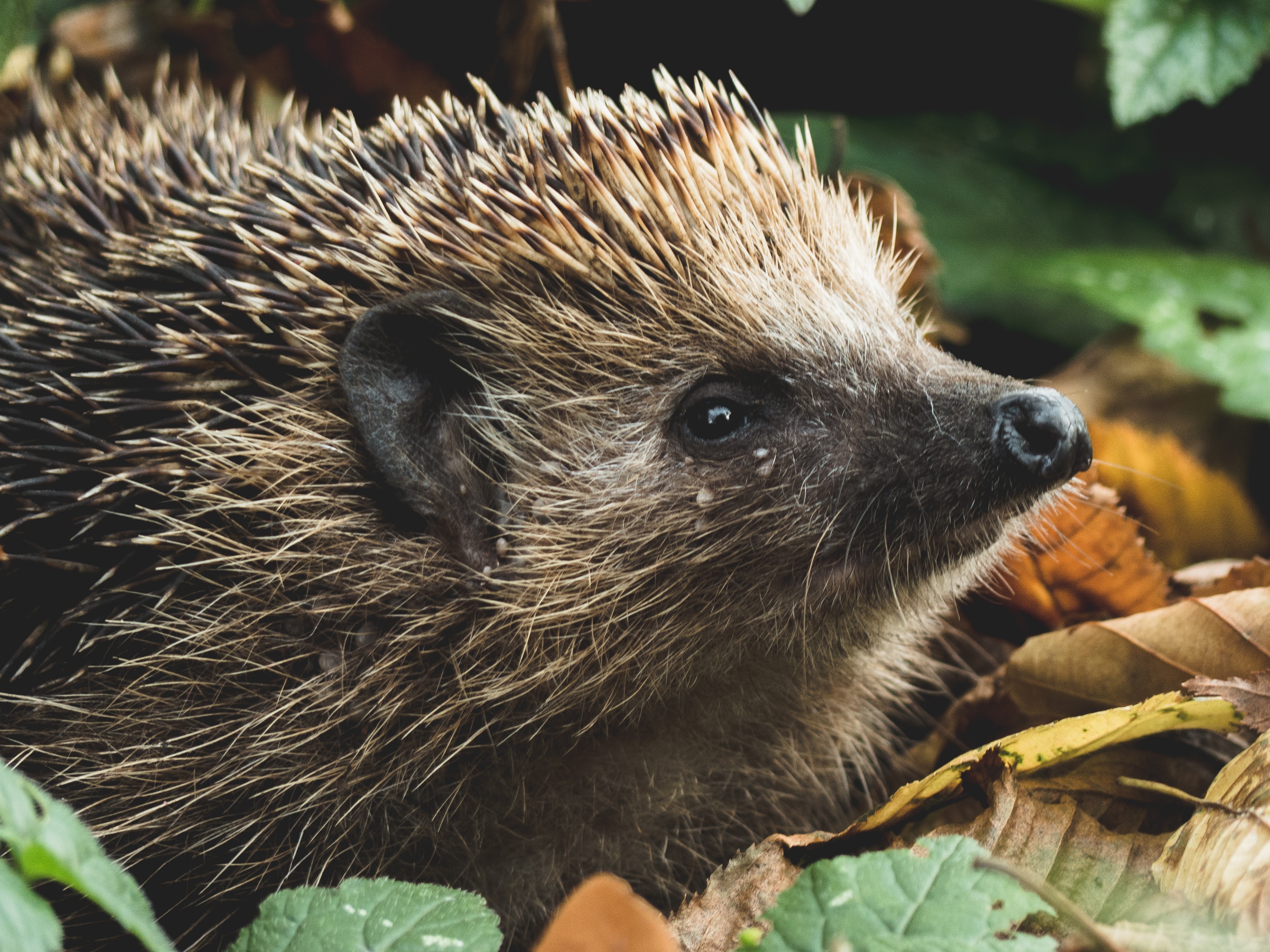 European Hedgehog Erinaceus europaeus © Tadeusz Lakota Unsplash