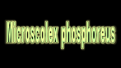 Microscolex phosphoreus