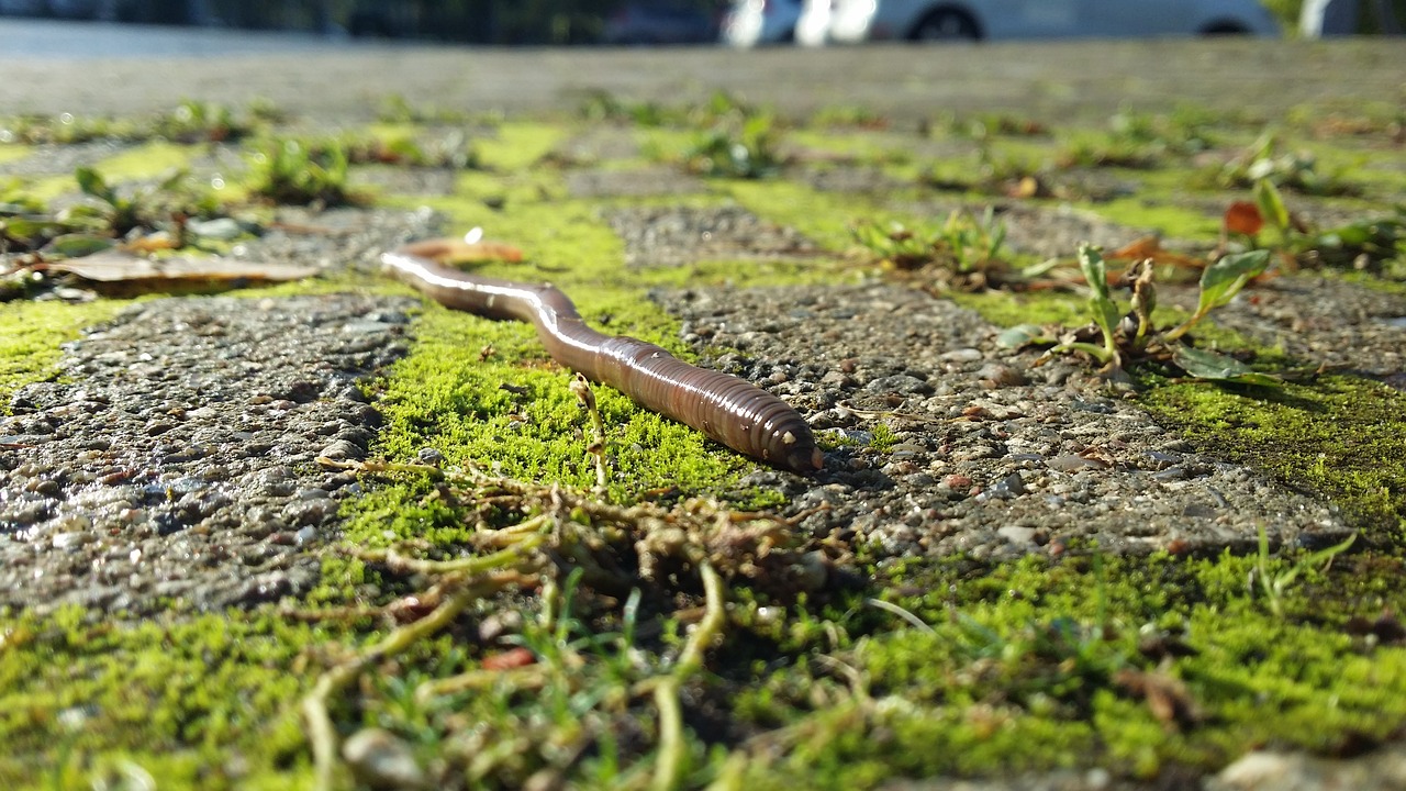 Spring showers: why do earthworms emerge in the rain?