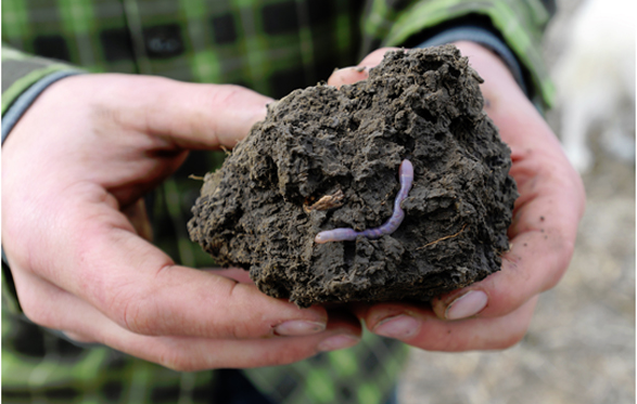 Earthworm Watch  Soil Health and Science in Collaboration