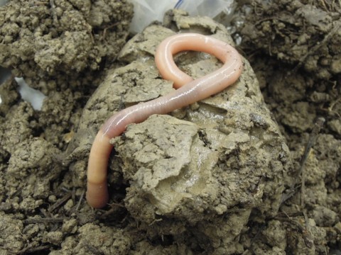 Giant Palouse Earthworm Driloleirus americanus