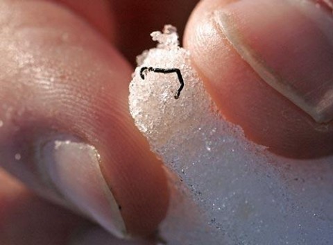 Ice worm (Enchytraeidae) with finger for scale