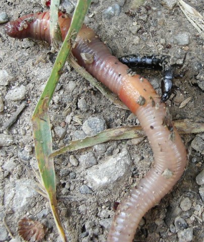 Devil's Coach Horse beetle attacking an earthworm