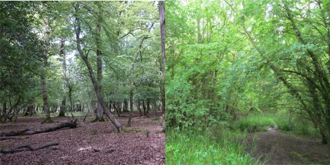 Photo of a beech and ash woodlands to show the difference in leaf litter depth