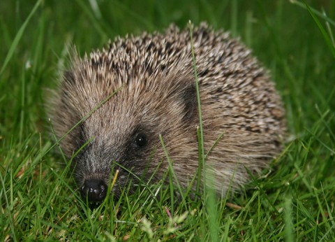 Earthworms are an important food source for hedgehogs